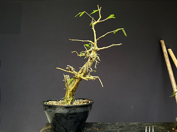 Calliandra Spinosa - yamadori