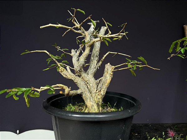 Calliandra Spinosa - yamadori