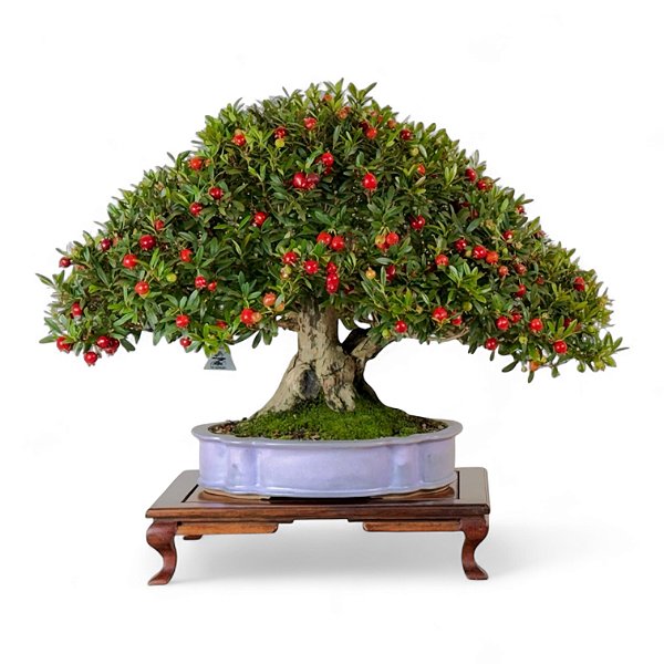 Bonsai Premiun de Cereja Anã (silvestre) Vaso Flávio Cerâmicas