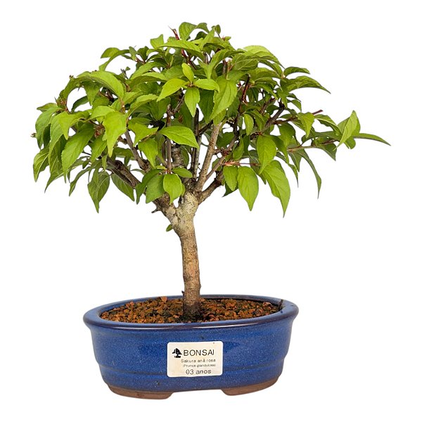 Bonsai de Sakura Anã 3 anos (24 cm) Florescendo