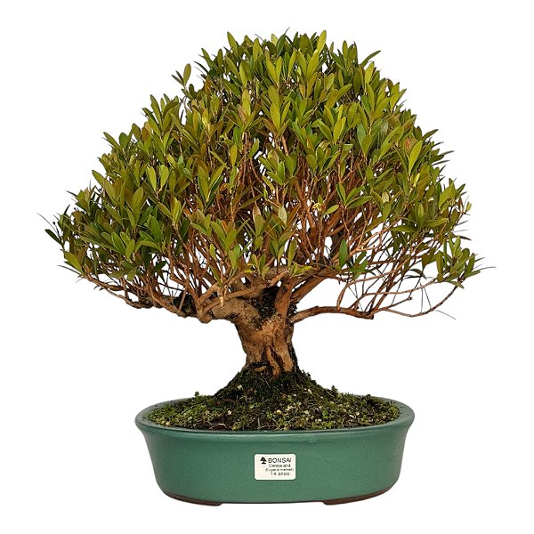 Bonsai de Cereja Anã (Cerejeira Silvestre) 14 anos (41 cm ) FRUTIFICANDO