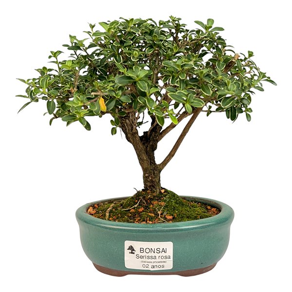 Serissa Rosa (Phoetida) 2 anos ( 19 cm) Florescendo