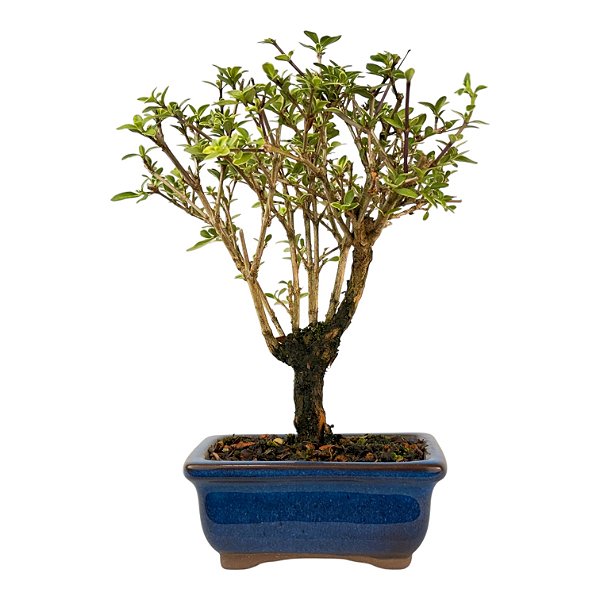 Serissa Rosa (Phoetida) 2 anos ( 19 cm) Florescendo