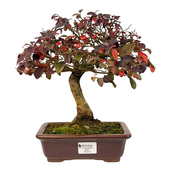 Bonsai de Loropetalum Rubrum 6 anos 29 cm