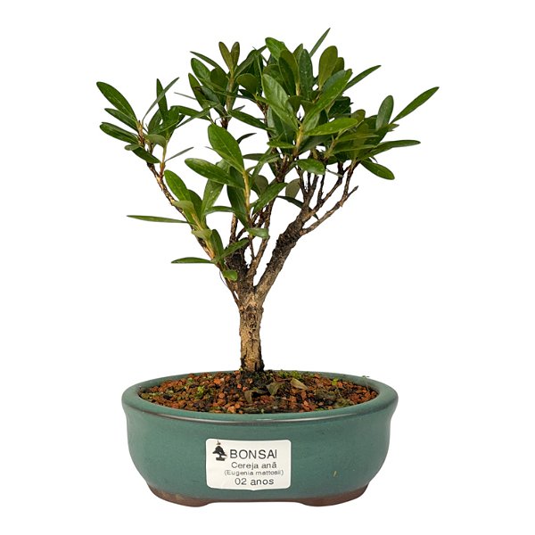 Bonsai de Cereja Anã (silvestre) 2 anos (20 cm )