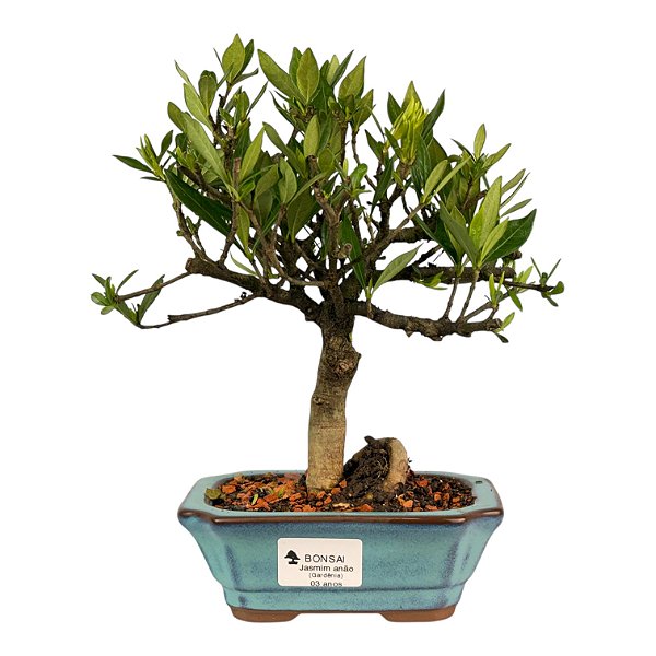 Bonsai de Jasmim Anão (Gardênia) 3 anos - Florescendo