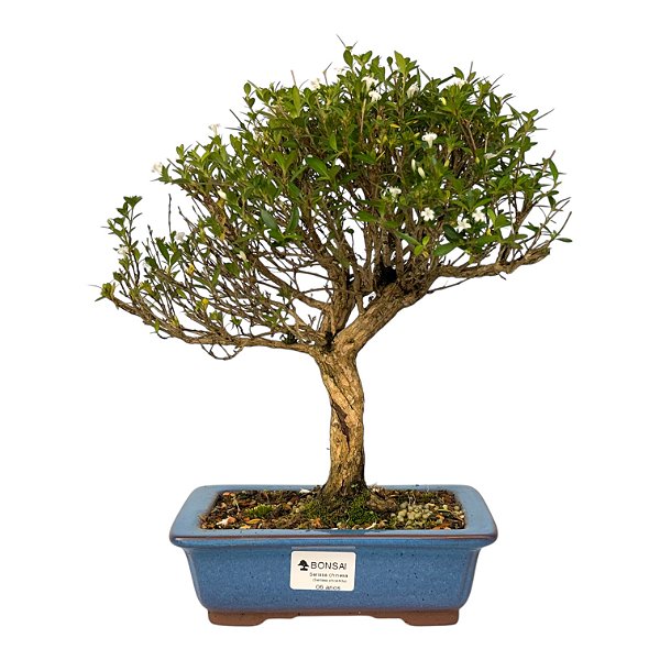 Serissa Branca (Phoetida) 6 anos ( 29 cm) Florescendo