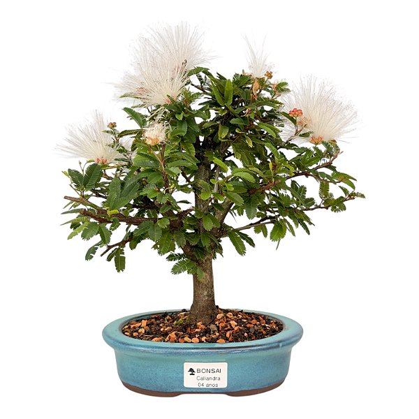 Bonsai de Calliandra Branca 4 Anos ( 19 cm ) FLORESCENDO