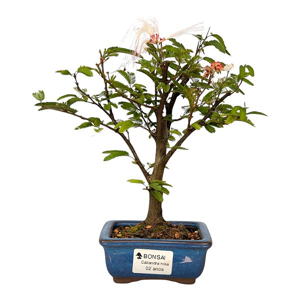 Bonsai de Calliandra branca 2 anos (20 cm)