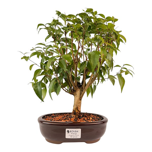 Bonsai de Pitanga Produzindo 5 anos