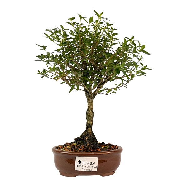 Serissa Chinesa (Chinensis) 2 anos Florescendo