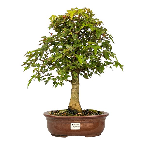 Bonsai de Acer Kaede 14 anos 47 cm - Espécie Japonesa