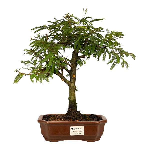 Bonsai de Calliandra Branca 5 Anos