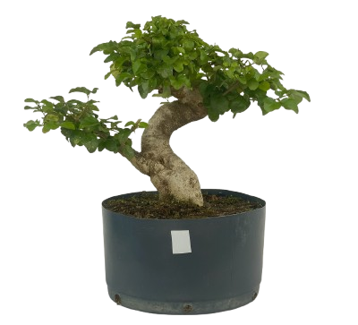 Pré Bonsai de Ligustrinho 6 anos (36 cm)