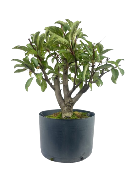Pré Bonsai de Macieira Anã (Malus Everest) 5 anos - 45 cm - Frutificando