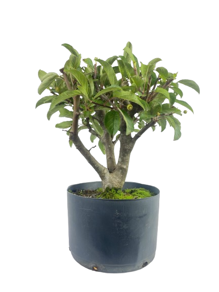 Pré Bonsai de Macieira Anã (Malus Everest) 5 anos - 45 cm - Frutificando