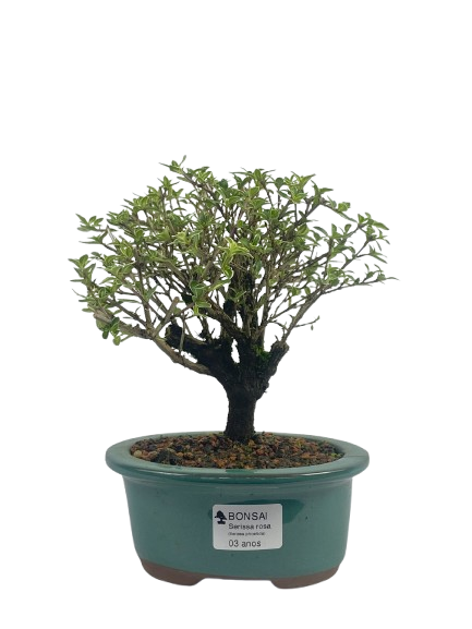 Serissa (Phoetida) 3 anos (20cm) Florescendo