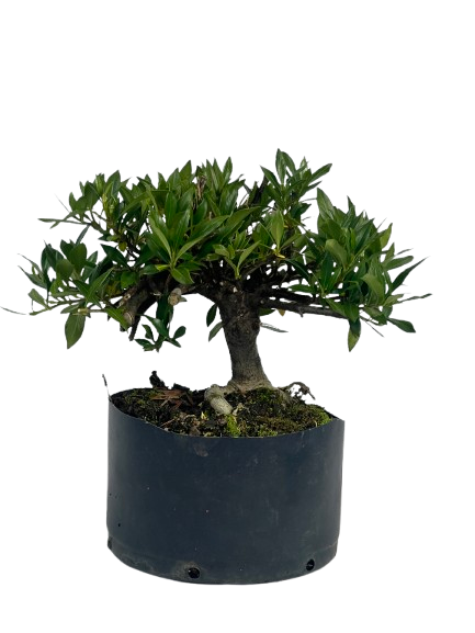Pré Bonsai de Jasmim Anão (Gardênia) 4 anos - 36 cm