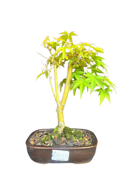 Bonsai de Acer Palmatum 4 Anos ( 26 cm)
