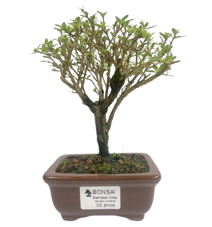 Serissa Rosa (Phoetida)  2 anos ( 20 cm) Florescendo