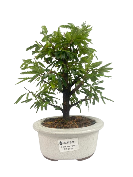 Bonsai de Calliandra Rosa 3 Anos ( 25 cm )