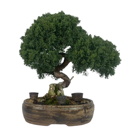 Bonsai de Junípero Shimpaku 15 anos (45 cm)