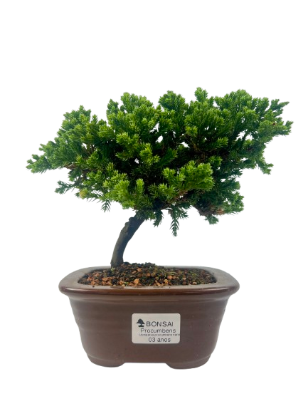 Bonsai de Junípero Procumbens 3 anos (20 cm)