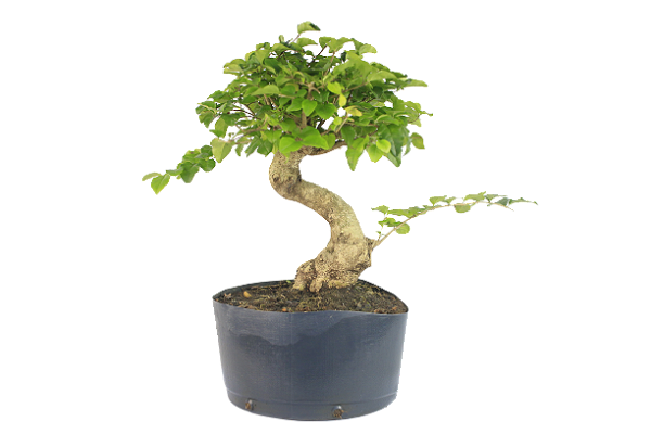 Pré Bonsai de Ligustrinho 5 anos ( 30 cm)