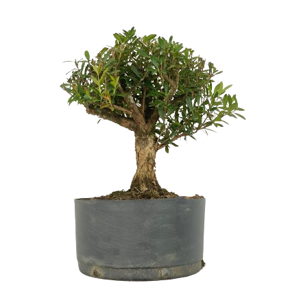 Pré Bonsai de Cereja Silvestre 6 anos ( 55 cm)