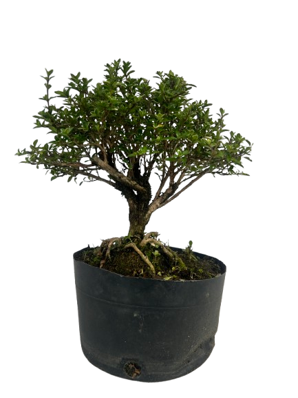 Pré Bonsai de Serissa (Phoetida) 4 anos (28 cm)