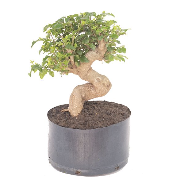Pré Bonsai de Ligustrinho 6 anos ( 36 cm)