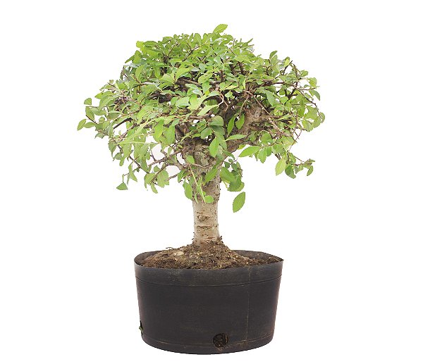 Pré Bonsai de Ulmus Parvifolia 4 anos (33 cm)