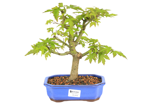Bonsai de Acer Palmatum 5 Anos ( 30 cm)