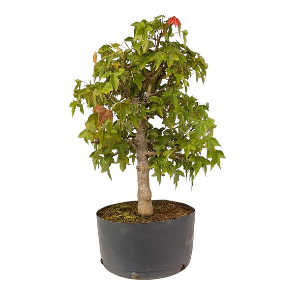 Pré Bonsai de Acer Kaede (muda) 8 anos 51 cm