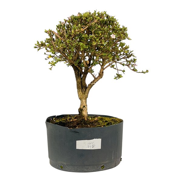 Pré Bonsai de Serissa (Phoetida) 4 anos (32 cm)