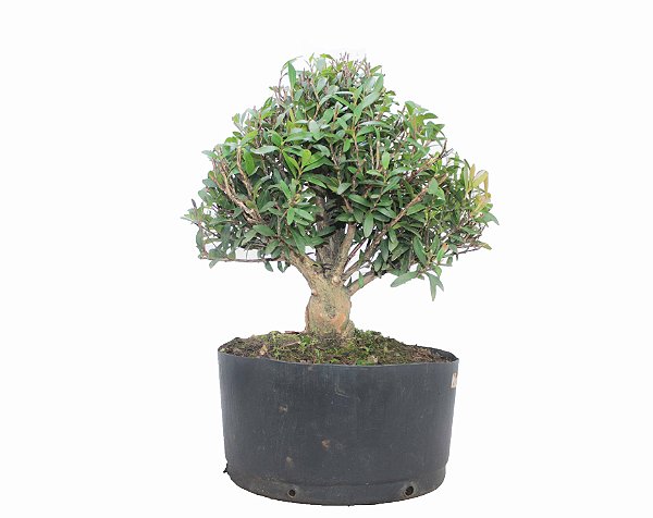 Pré Bonsai de Cereja Silvestre 5 anos ( 35 cm) Frutificando