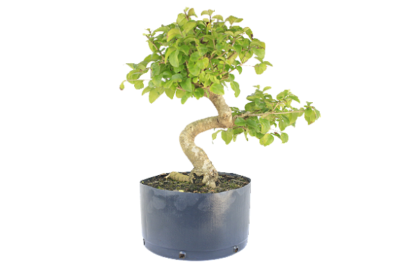Pré Bonsai de Ligustrinho 5 anos ( 38 cm)