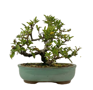 Bonsai de Piracanta Amarela 5 anos ( 28 cm)
