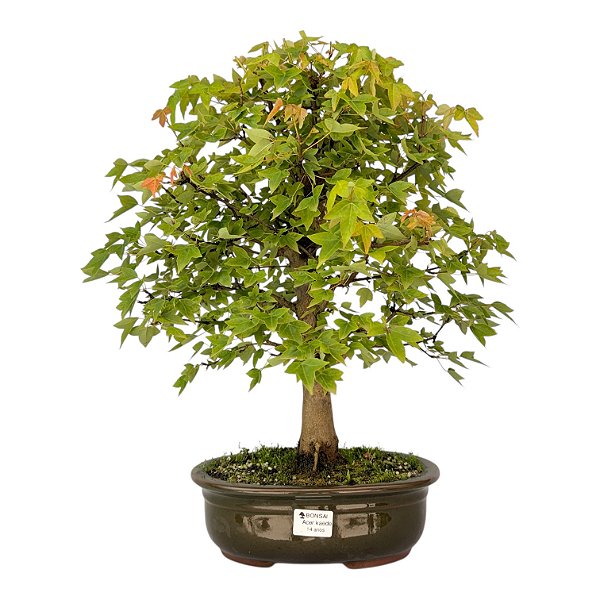 Bonsai de Acer Kaede 14 anos 51 cm - Espécie Japonesa