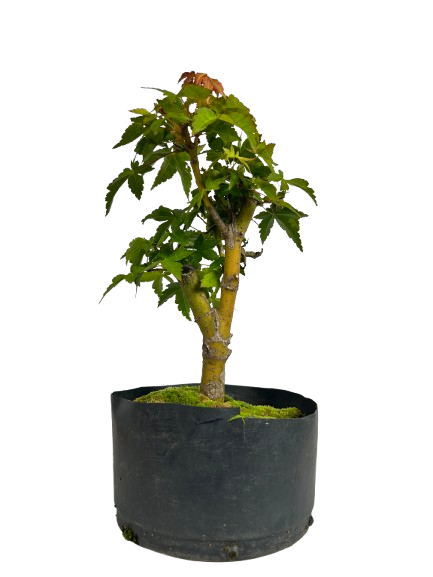 Pré Bonsai de Acer Palmatum ( Momiji ) 5 anos (37 cm)