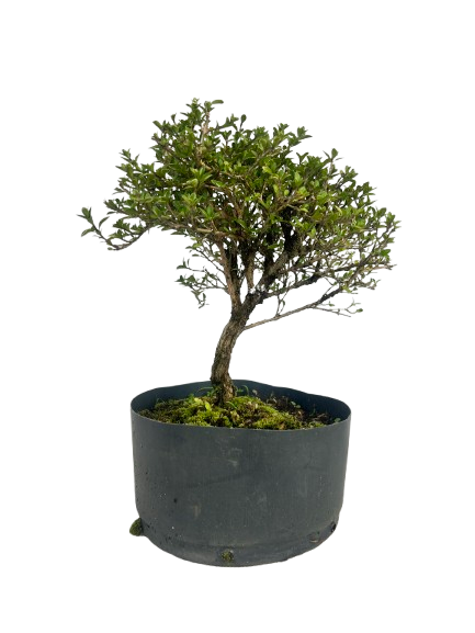 Pré Bonsai de Serissa (Phoetida) 4 anos (28 cm)