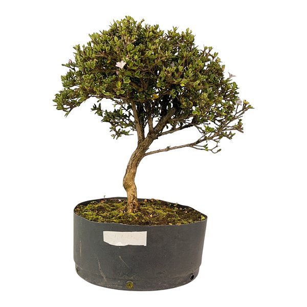 Pré Bonsai de Serissa (Phoetida) 4 anos (30 cm)