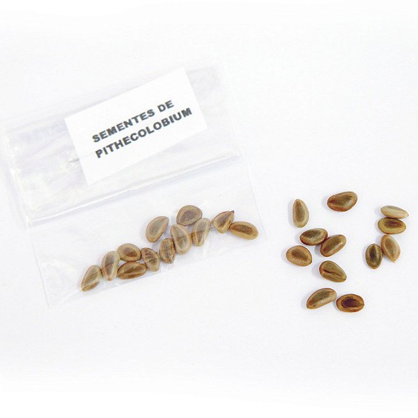 Sementes De Pithecolobium Dumosun Para Bonsai Abc Do Bonsai