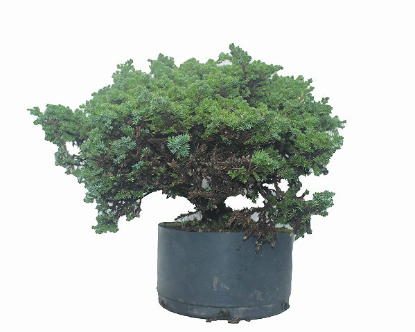 Pré Bonsai de Junípero Procumbens (muda) 7 anos (40cm)