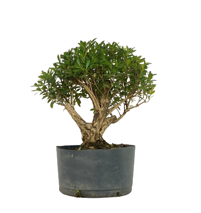 Pré Bonsai de Cereja Silvestre 6 anos ( 40 cm)