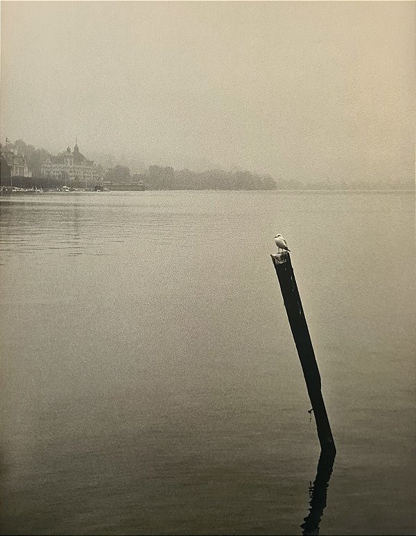 JEAN LECOCQ - Fotógrafo Premiado - Fotografia Original , Pássaro Solitário no Lago de Veneza - 39x30cm