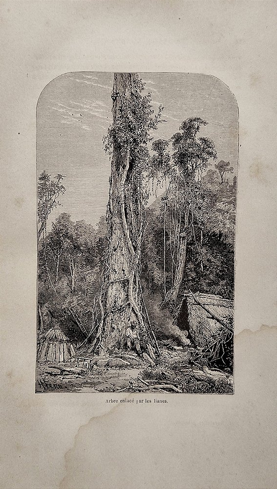 Amazonas - Gravura de H. Fenn, Arbre enlace par les lianes ( Árvore entrelaçada por lianas)