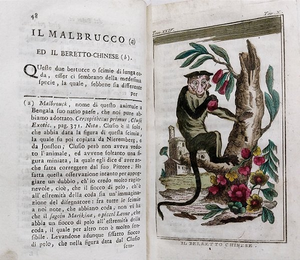 Conte Di Buffon, Gravuras de Antonio Zatt - Livro Raro de 1790 - História Natural, Geral e Particular
