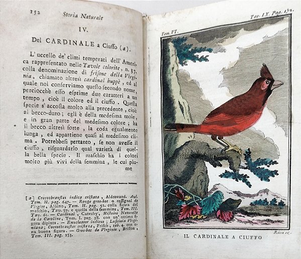 Conte Di Buffon, Gravuras de Antonio Zatta, Livro Raro de 1790 - História Natural, Geral e Particular - Pássaros