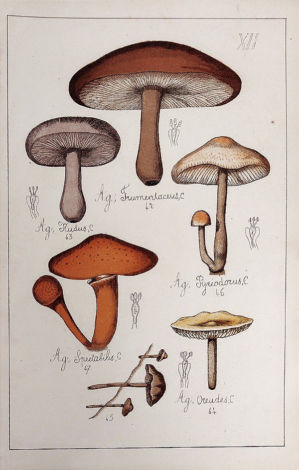 Champignon - Gravura Original de 1881, História Natural, Cogumelos, 5 Tipos de Champignons